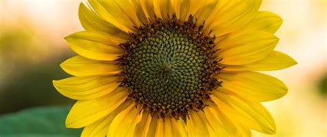 Download Wallpaper 2560x1080 Sunflower Flower Yellow Blur Dual Wide