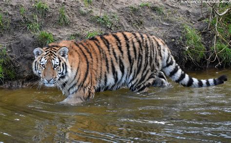 Siberian Tiger Safaripark Beekse Bergen Mandenno Photography Flickr