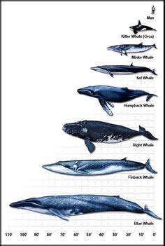 The humpback whale (megaptera novaeangliae) can only reach speeds of about 17 miles per hour (27 size comparison. What is the difference between a killer whale and a baleen ...