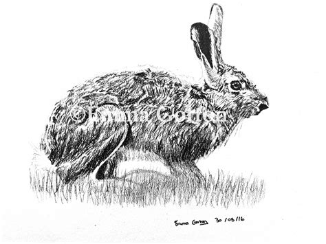 Hare Sketch In Charcoal Pencil See More Sketches On Our Facebook Page