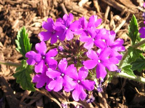 Whats Not To Like About Homestead Purple Verbena Growing The Home
