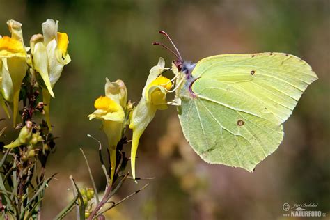 Brimstone Butterfly Photos Brimstone Butterfly Images Nature Wildlife