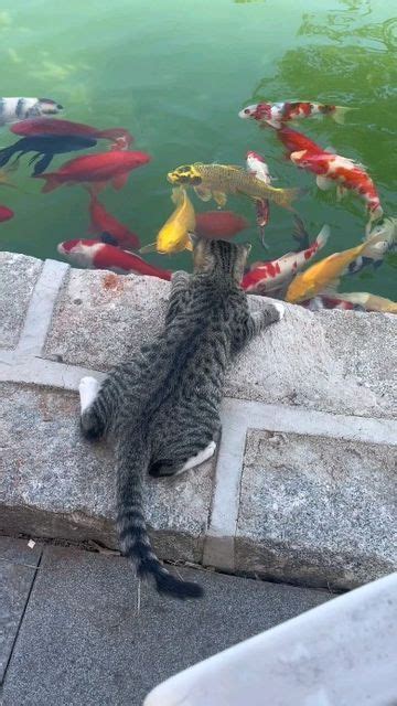 A Cat That Is Laying Down On The Ground Next To Some Water And Fish