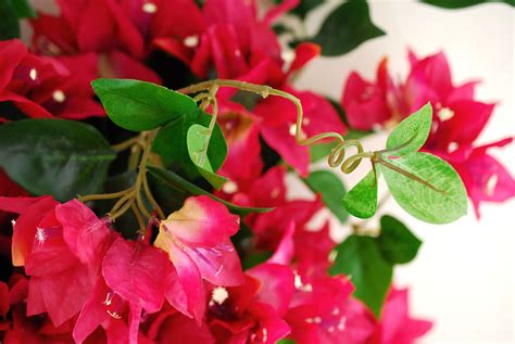 Check spelling or type a new query. Bougainvillea Bush Red 25in