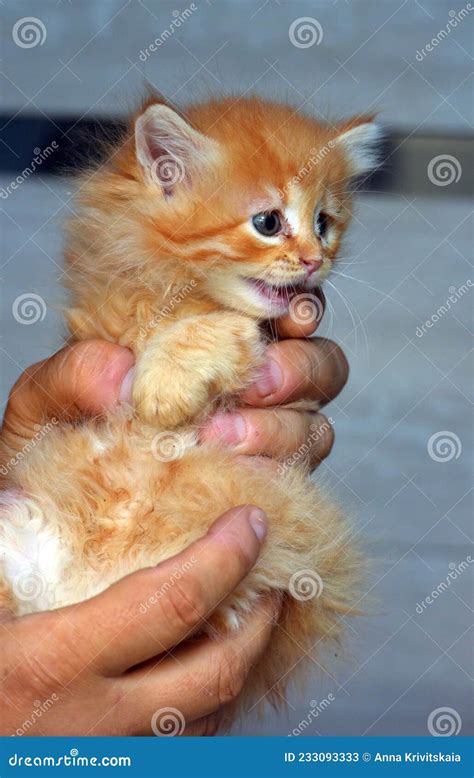 Cute Fluffy Ginger Kitten With Blue Eyes Stock Image Image Of Ginger