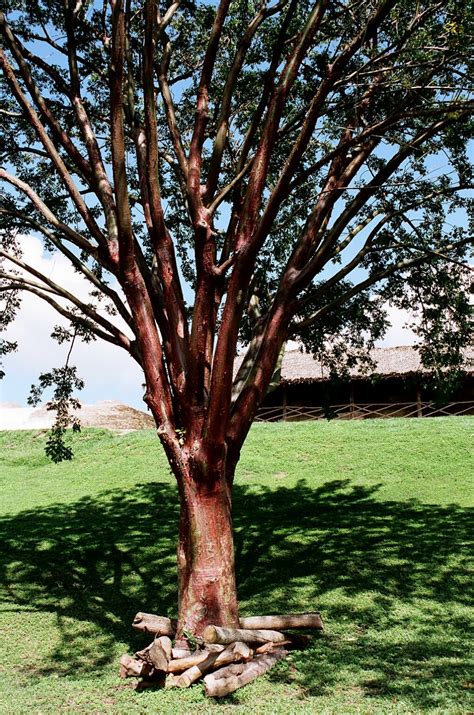 Red Bark Tree Flickr Photo Sharing