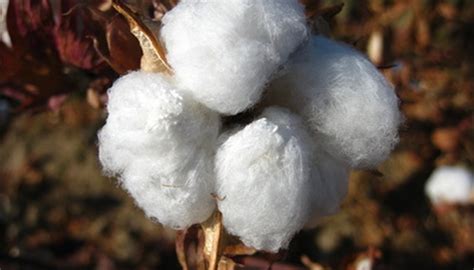 How Has the Cotton Plant Adapted to Survive? | Sciencing
