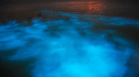 Glistening Waters Jamaica » Luminous Lagoon Tour