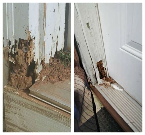 They will only treat the perimeter of the home and the interior. Squirrel Removal Company in Lithonia, GA, 30058