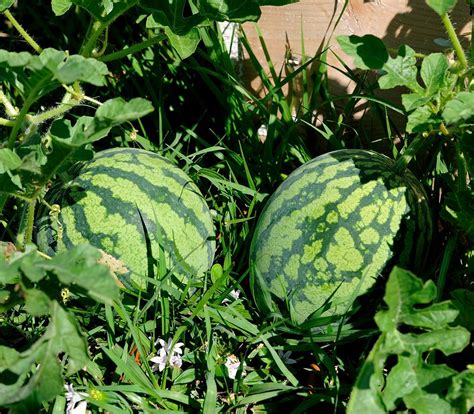 Watermelon The Best Nutrient Dense Fruit By Ah Ran Youn
