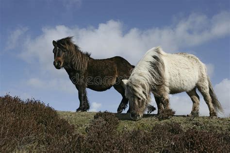 eriskay pony stock image image  uist domestic pony