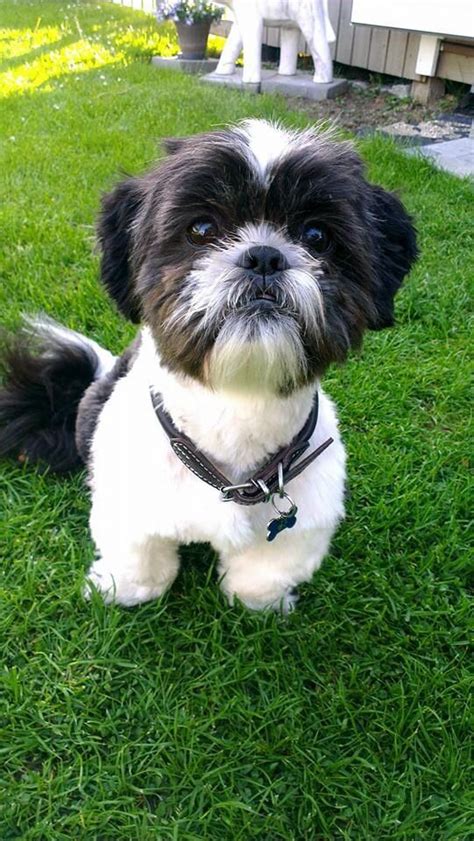 Aug 03, 2021 · tip: The 25+ best Shihtzu grooming ideas on Pinterest | Dog ...