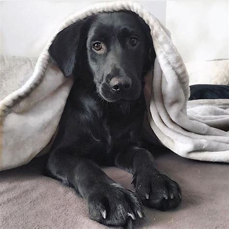 Black Lab Springer Spaniel Mix Puppies