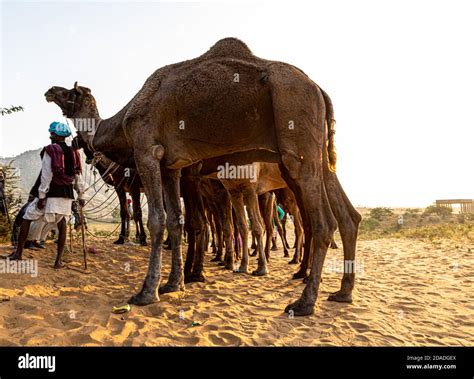 Camel Leg Legs Hi Res Stock Photography And Images Alamy