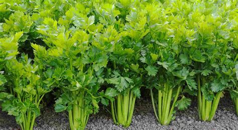How To Grow Celery Cambridge Garden Services