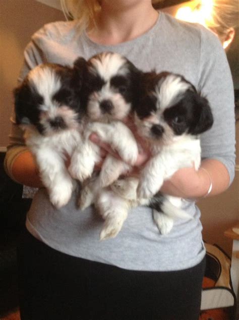 Shih Tzu Cross Maltese Puppies For Sale In Frome Somerset Gumtree