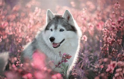 Cute Baby Husky Wallpapers Top Free Cute Baby Husky Backgrounds