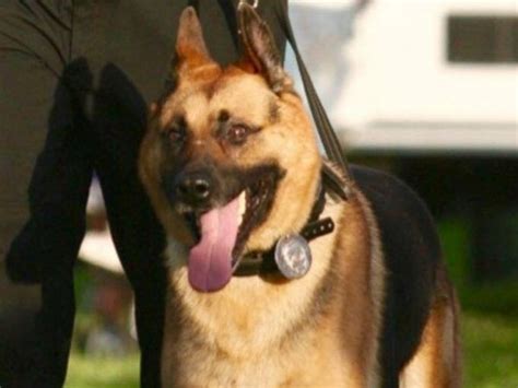 Police Department In Nj Gives Touching Farewell To K9 Officer Life