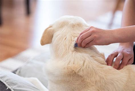 How To Care For A Dog With Fleas Pets At Home
