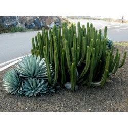 The peruvian apple cactus is a slow growing columnar cactus that can reach heights of up to 15 meters with multiple branching arms. Peruvian Apple Cactus Seeds (Cereus peruvianus)