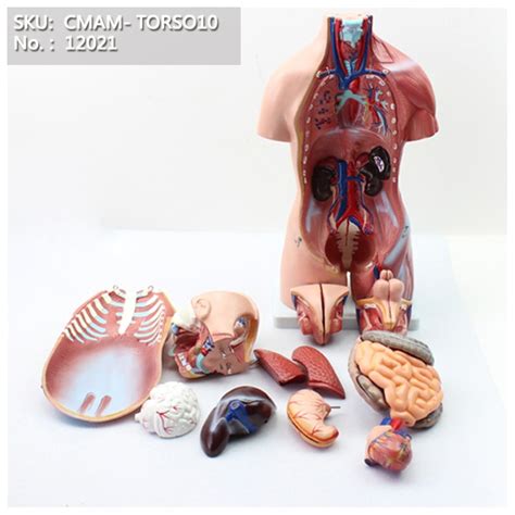 Cmam12021 Torso45cmbisexuals23 Parts Plastic Human Body Teaching