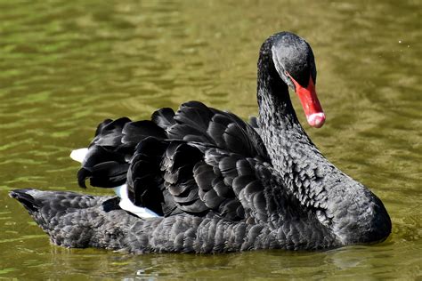 Pete Wargent Daily Blog Black Swan Events And How To Prepare