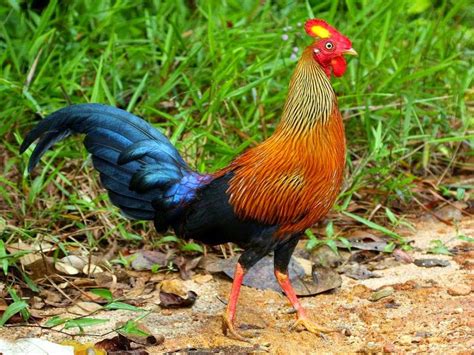 Ayam Hutan Jenis Habitat Sebaran And Harga