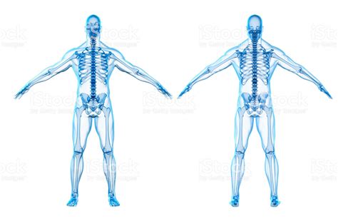 3d Render Of Human Body And Skeleton Stock Images Free Human Body Human