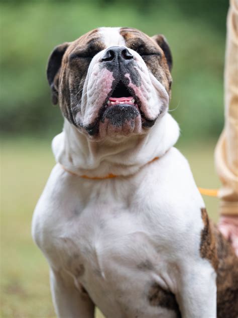 63 Olde English Bulldog Rescue Pic Bleumoonproductions