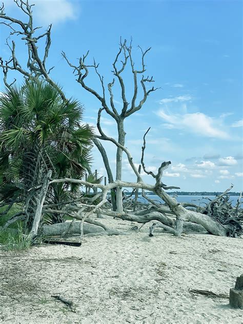 Driftwood Beach Ocean Free Photo On Pixabay Pixabay