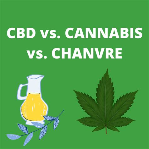 Cbd Cannabis Chanvre Quelles Différences