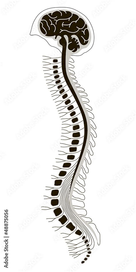 Human Brain And Spinal Cord Stock Vector Adobe Stock