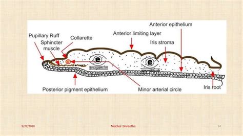 Anatomy Of Uveal Tract Ophthalmology Ppt