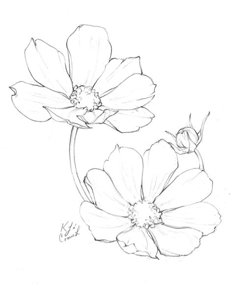 Cosmos Flower Drawing / Here presented 52+ cosmos flower drawing images