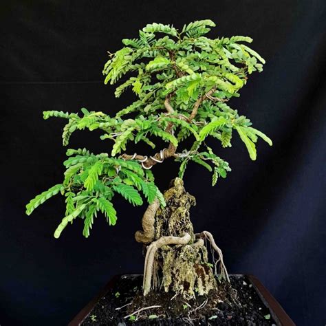 Pokok bonsai untuk dijual ada beberapa koleksi bonsai ketegori menarik untuk dijual. Bonsai Pohon Asem Asam Jawa On The Rock - Taman Bonsai ...