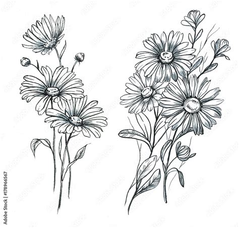 Hand Drawn Line Art And Watercolor Chamomile Flowers Graphic Daisies