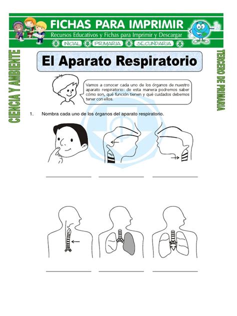 Sistema Respiratorio Para Niños De Primaria Para Imprimir Actualizado