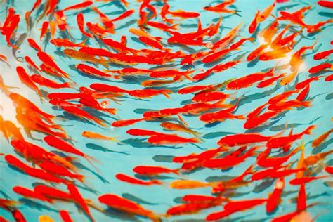 School Of Fish Wallpapers Wallpaper Cave