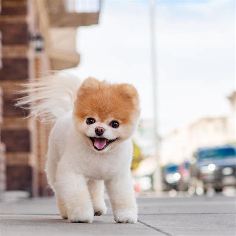 Meet Boo The Cutest And Most Famous Dog In The World