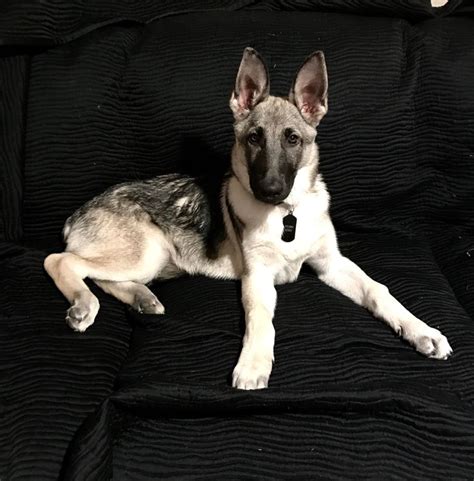 Silver Sable Black And Silver German Shepherd Puppies For Sale Silver