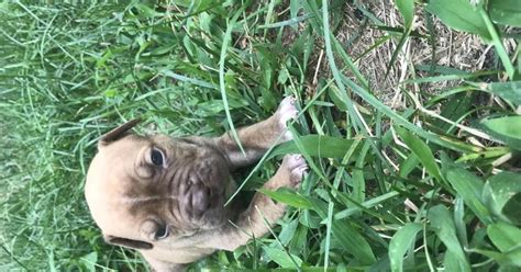 Dog breeders and puppies for sale in michigan. Puppies For Sale In Marysville Michigan Hoobly Classifieds Bully Pitbull Puppies For Sale In ...