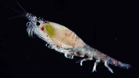 Tiny Antarctic Krill Play Big Role In Climate Mitigation The Pew