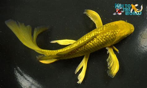 85 Ginrin Gold Dust Chagoi Butterfly Koi To The World