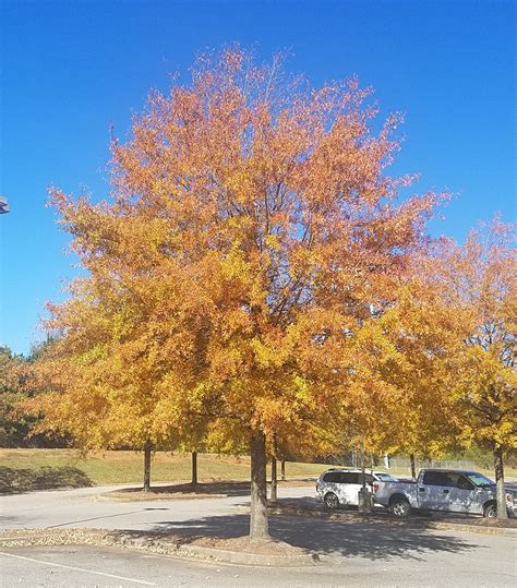 Quercus Phellos Hightower® Willow Oak Select Trees