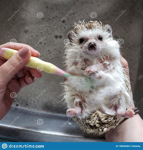 Baby hedgehog taking a bath on we heart it : Hedgehog has a bath! stock photo. Image of little, bath ...