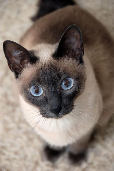 Siamese cats are highly active cats that demand love and attention. Siamese Cat. With curious look #Sponsored , #ad, # ...