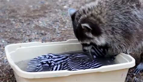 Translation laundry from english into russian by promt, coin laundry, coinoperated laundry, collect laundry, grammar, pronunciation, transcription, translation examples, online translator and. Russian Raccoon Plays Dirty To Win Siberian Laundry ...