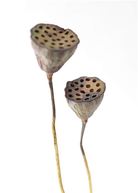 Enhance Your Floral Arrangements With Natural Dried Lotus Pods