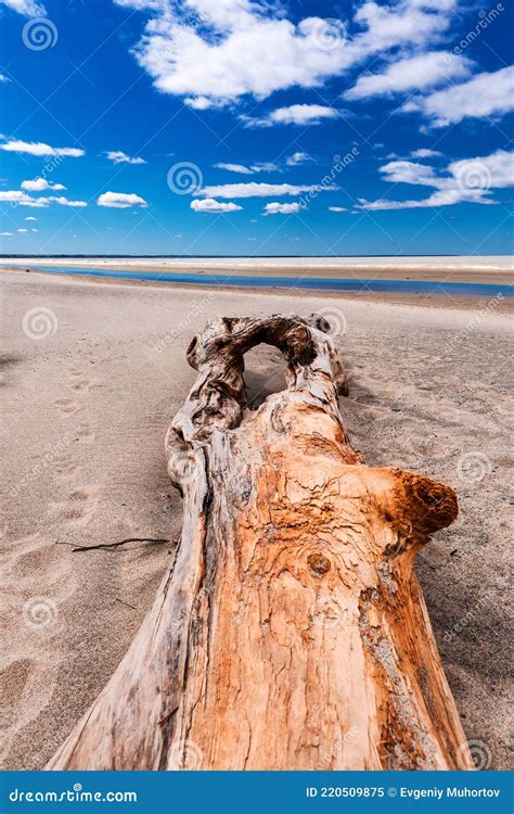 Driftwood On The River Bank Ob River Novosibirsk Region Stock Image