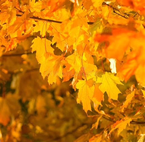 Autumn Leaves Very Shallow Focus Stock Image Image Of Growth Yellow